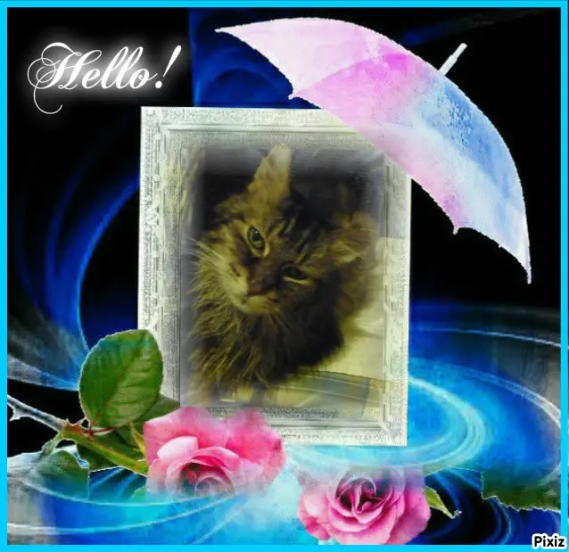 Condolence image of Timmys Mutti Tanja an Sternenprinz Pummelchen