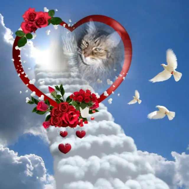 Condolence image of ❤️❤️❤️❤️❤️❤️❤️❤️❤️❤️❤️❤️