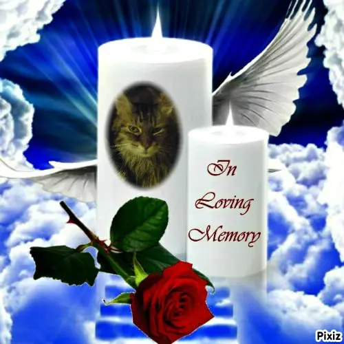 Condolence image of Tanja mit Timmy im Herzen