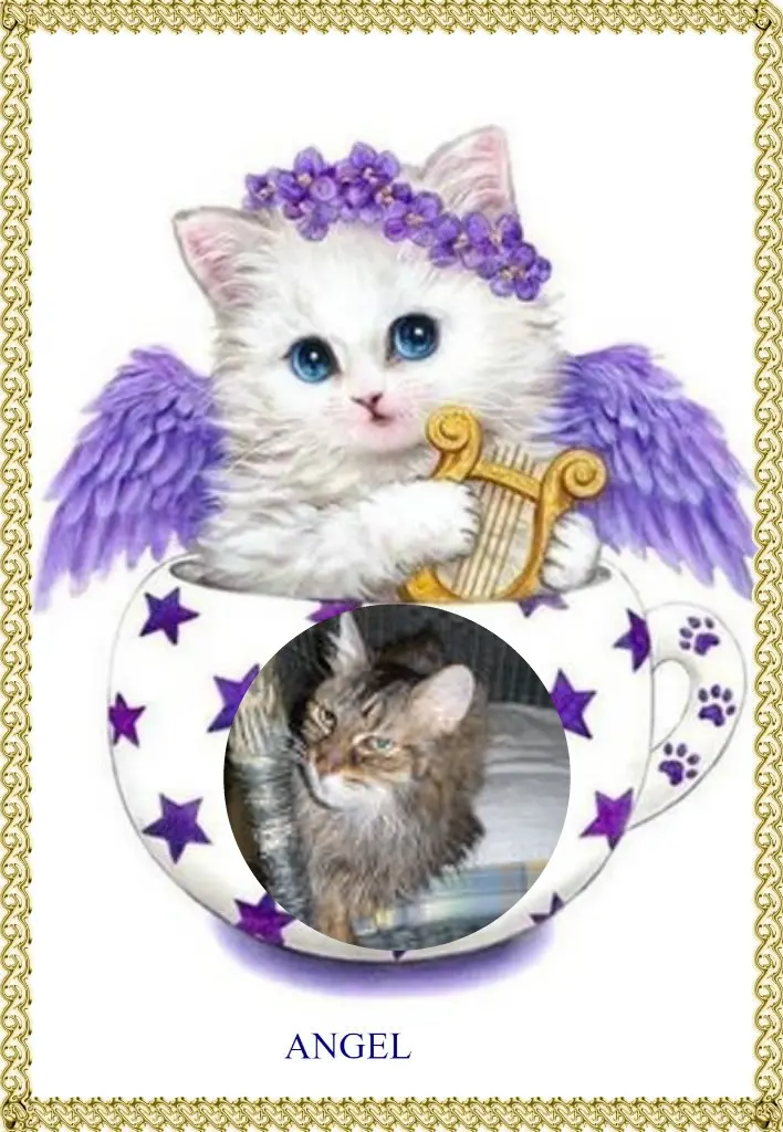 Condolence image of 3. Sternchen❤️❤️❤️Gedenktag❤️❤️❤️