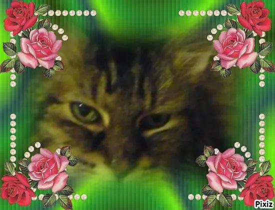 Condolence image of Tanja mit Timmy im Herzen 