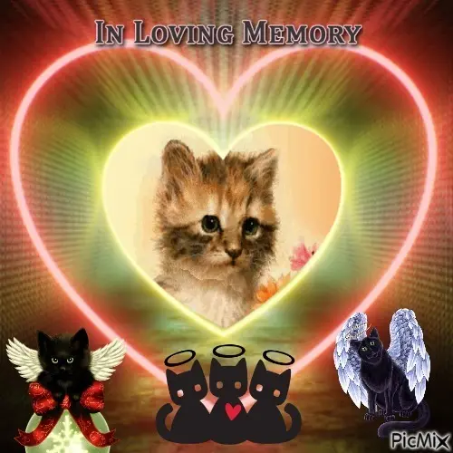 Condolence image of Fur Liebe❤❤❤❤❤❤Sternchen❤❤❤❤❤
