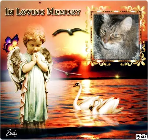 Condolence image of Tanja mit Timmy im Herzen 