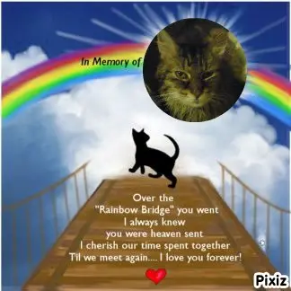 Condolence image of Tanja mit Timmy im Herzen