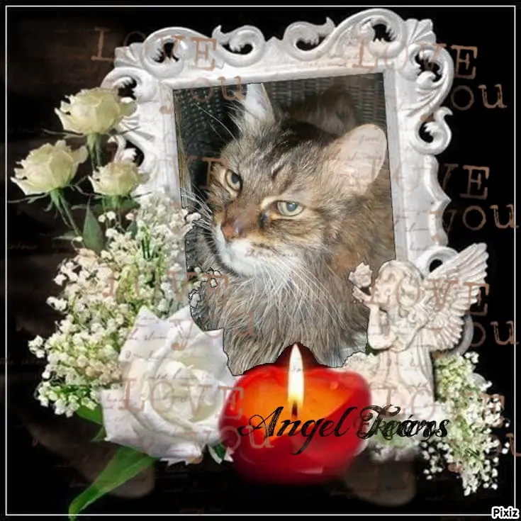 Condolence image of Tanja mit Timmy im Herzen
