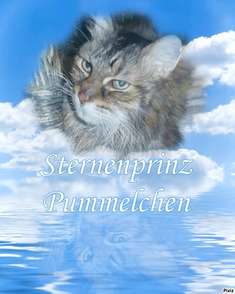 Condolence image of Tanja mit Timmy im Herzen