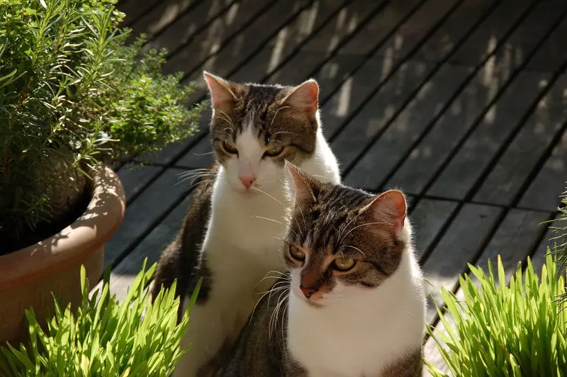 Condolence image of Anja mit Maja & Gräuli im ༺❤️༻ zum 44. Sternchengedenkmonat