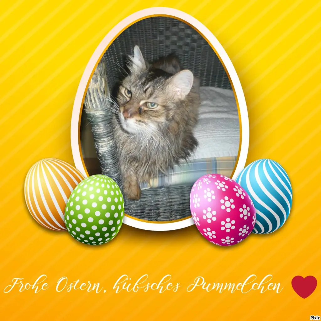 Condolence image of Timmys Mutti Tanja an Sternenprinz Pummelchen ❤