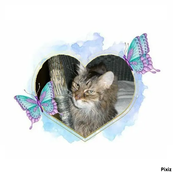 Condolence image of Tanja mit Timmy im Herzen