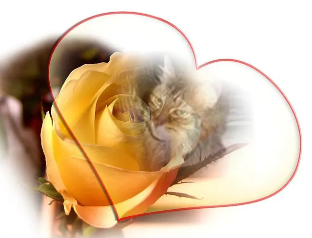 Condolence image of Wochenende❤️❤️❤️Rosen❤️❤️❤️❤️❤️❤️