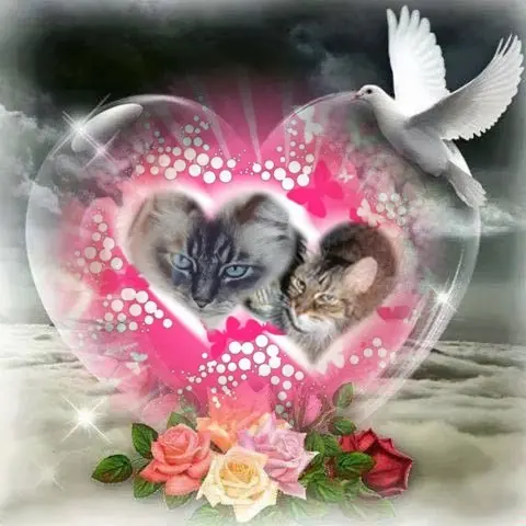 Condolence image of ❤️❤️❤️❤️❤️❤️❤️❤️❤️❤️❤️❤️❤️❤️