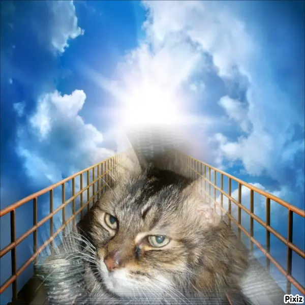 Condolence image of Tanja mit Timmy im Herzen