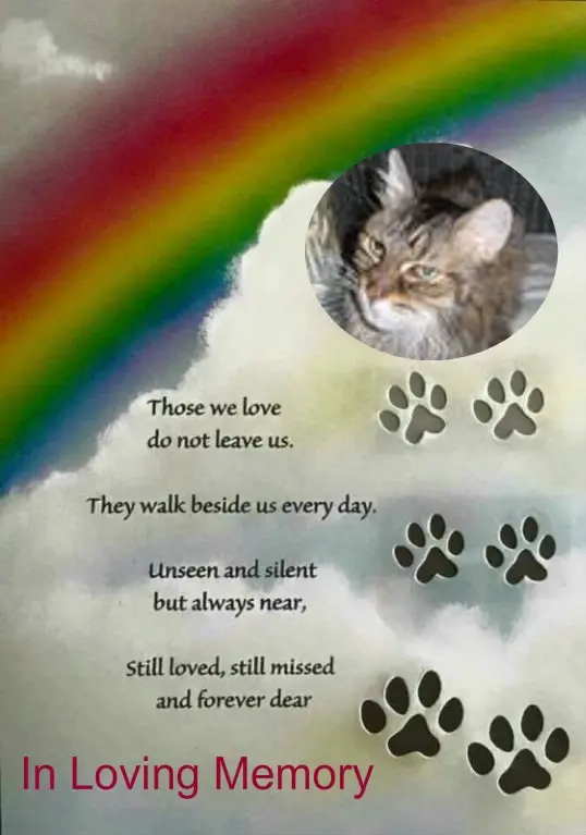 Condolence image of 4.Sternchen❤️Gedenktag❤️❤️❤️❤️
