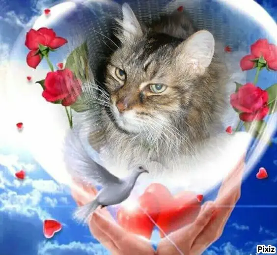 Condolence image of Tanja mit Timmy im Herzen 