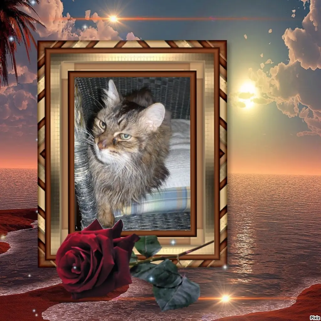 Condolence image of Sternchenpost ⭐