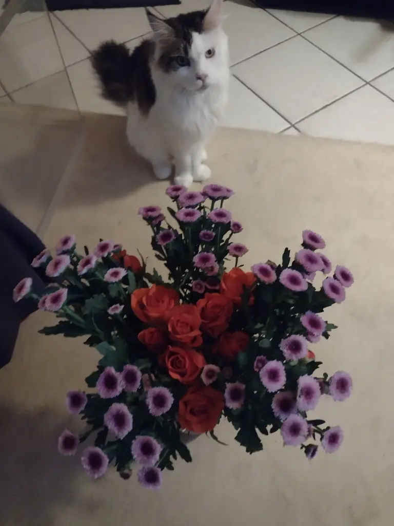 Condolence image of Corinna mit Emma, Pummelchen und anderen Sternlein im ❤️