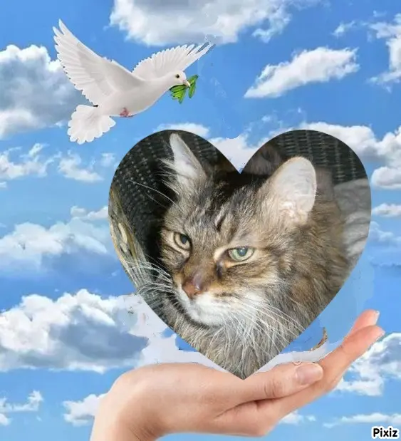Condolence image of Tanja mit Timmy im Herzen 