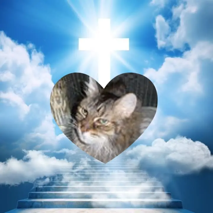Condolence image of ❤️❤️❤️❤️❤️❤️❤️❤️❤️❤️❤️❤️