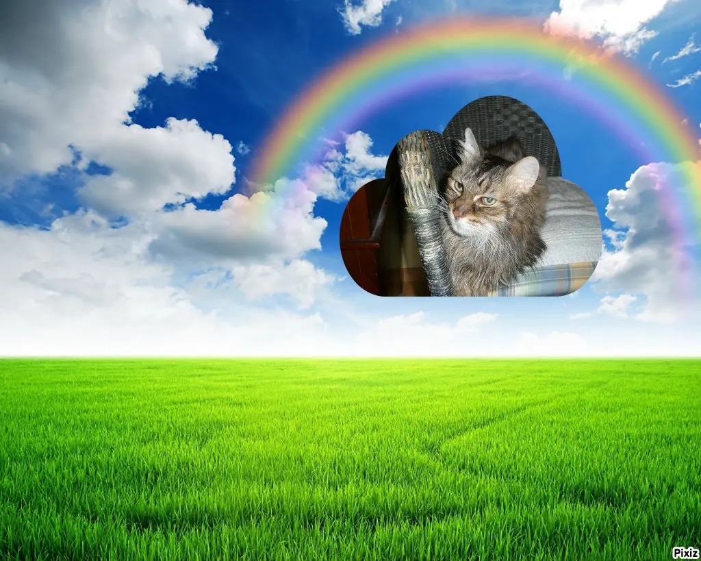 Condolence image of Tanja mit Timmy im Herzen