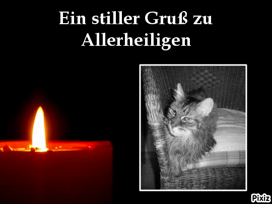Condolence image of Tanja mit Timmy im Herzen