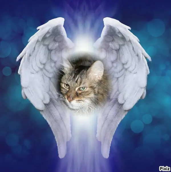 Condolence image of Tanja mit Timmy im Herzen