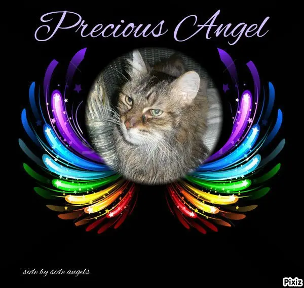Condolence image of Tanja mit Timmy im Herzen 