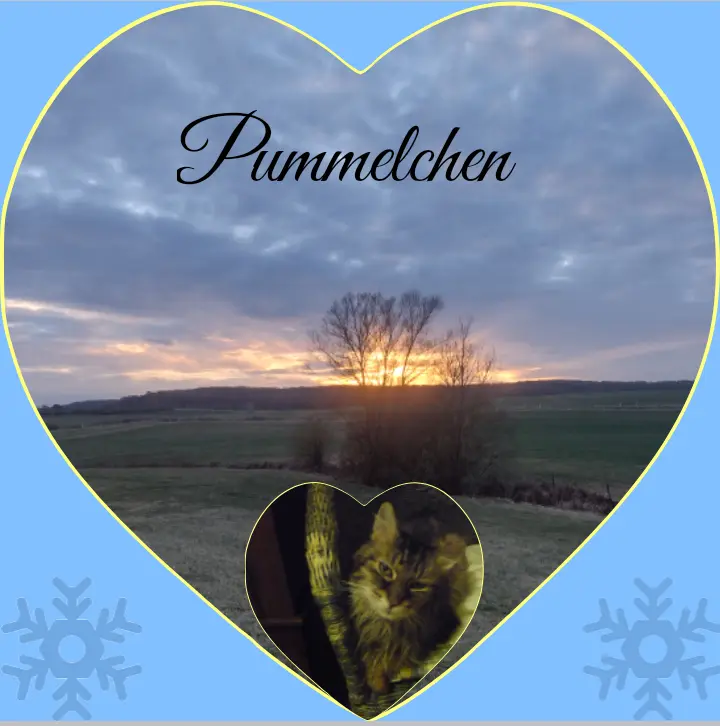 Condolence image of Corinna mit Emma, Jengi, Pummelchen und anderen Sternleine im Herzen