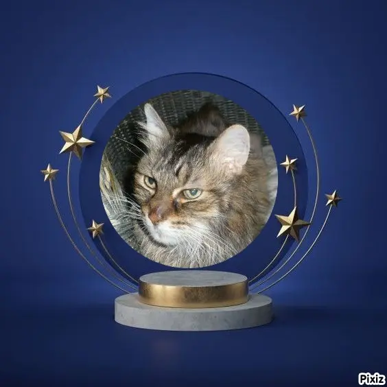 Condolence image of Tanja mit Timmy im Herzen