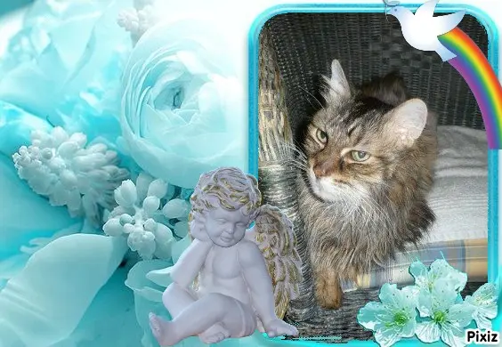 Condolence image of Tanja mit Timmy im Herzen