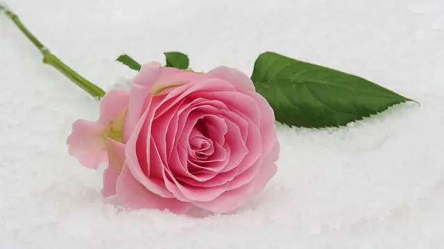 Condolence image of Anja mit Maja & Gräuli im ༺❤️༻