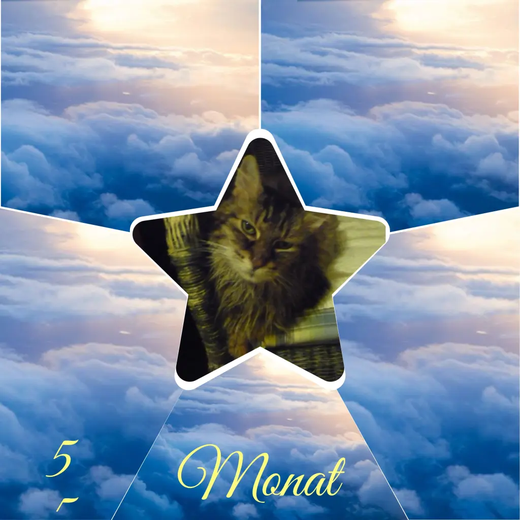 Condolence image of Corinna mit Emma, Jengi, Pummelchen und anderen Sternleine im Herzen
