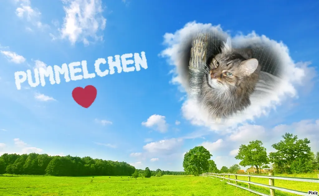 Condolence image of Tanja mit Timmy im Herzen