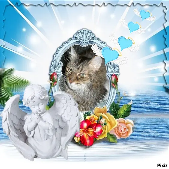 Condolence image of Tanja mit Timmy im Herzen