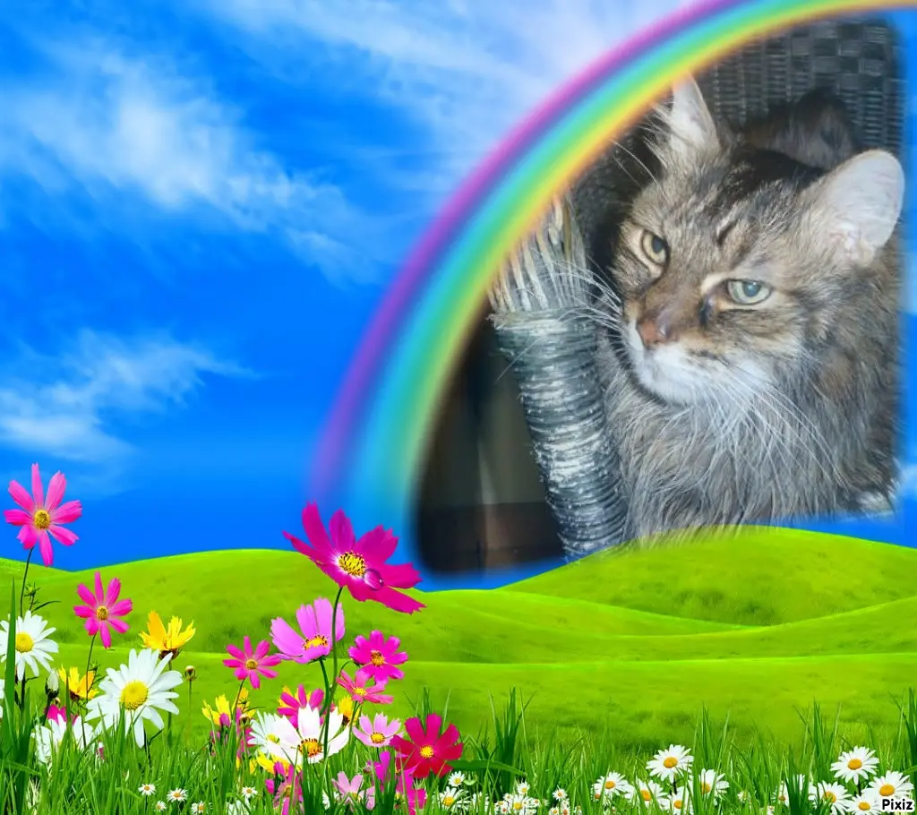 Condolence image of Tanja mit Timmy im Herzen 