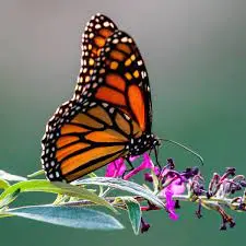 Condolence image of Elisabeth mit Marple, Christie und Arafat im ♥