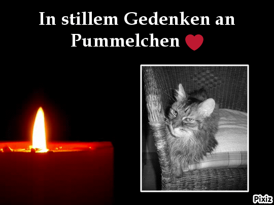 Condolence image of Tanja mit Timmy im Herzen 