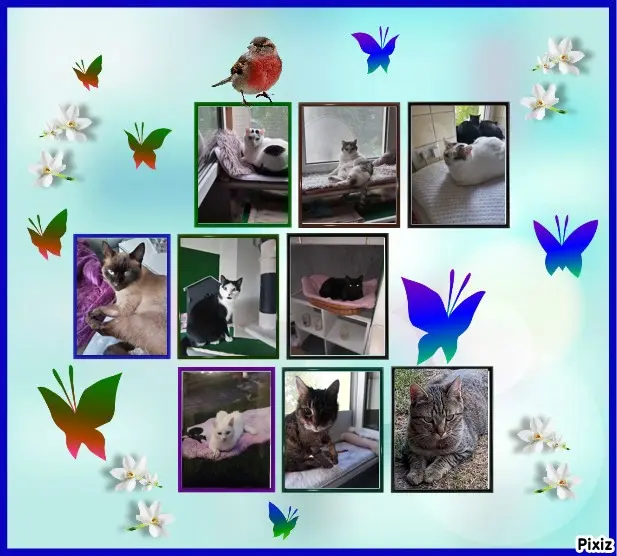 Condolence image of Für Dich kleines Sternchen Pummelchen ♥️