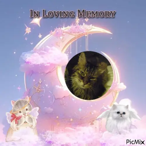 Condolence image of 5.Sternchen❤Gedenktag❤❤❤❤❤