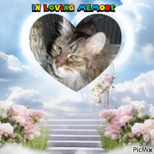 Condolence image of ❤️❤️❤️❤️❤️❤️❤️❤️❤️❤️❤️❤️