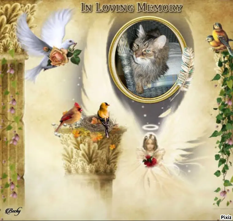 Condolence image of Tanja mit Timmy im Herzen 