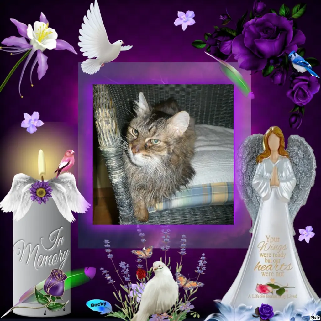 Condolence image of Tanja mit Timmy im Herzen