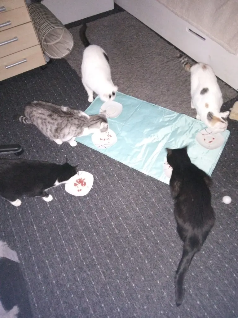 Condolence image of Für das kleine Sternchen Pummelchen ♥️
