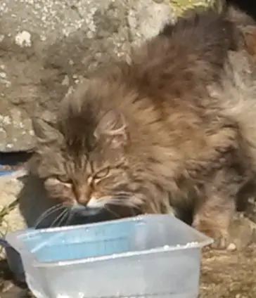 Condolence image of Für Mietzi♥️
