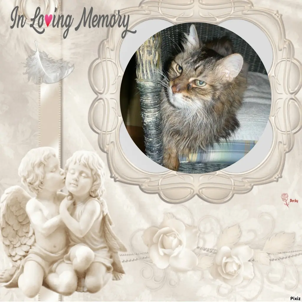 Condolence image of Tanja mit Timmy im Herzen 