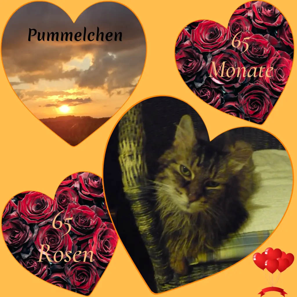 Condolence image of Corinna mit Emma, Vinni-Ved, Jengi, Blacky, Pummelchen und anderen Sternleine im Herzen