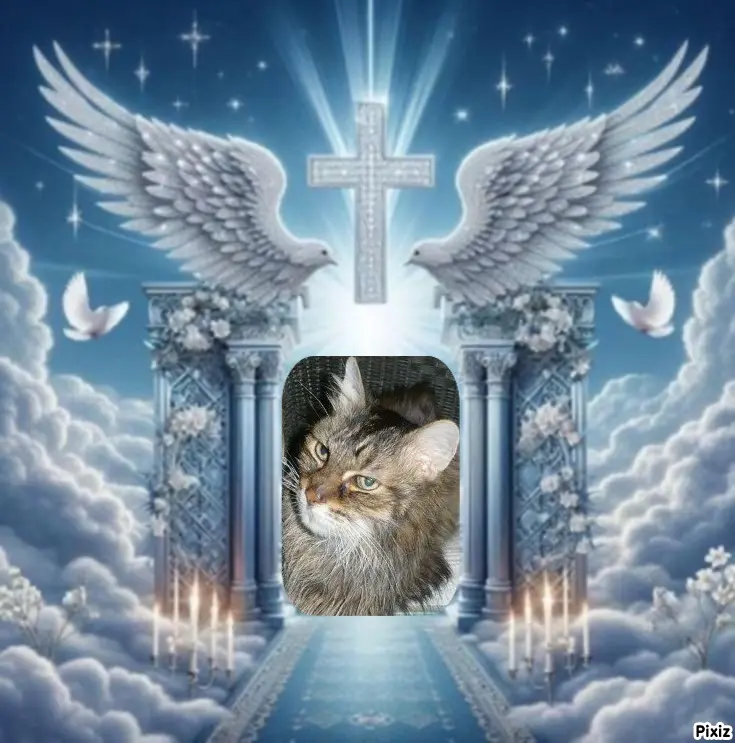Condolence image of Tanja mit Timmy im Herzen