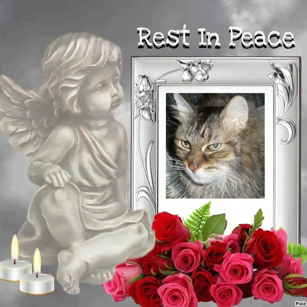 Condolence image of Tanja mit Timmy im Herzen