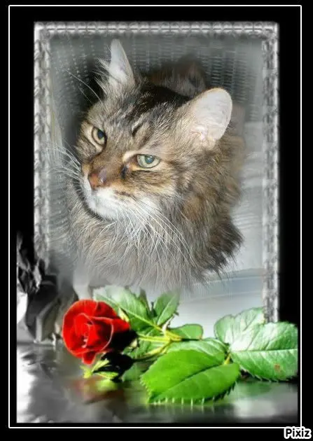 Condolence image of Tanja mit Timmy im Herzen