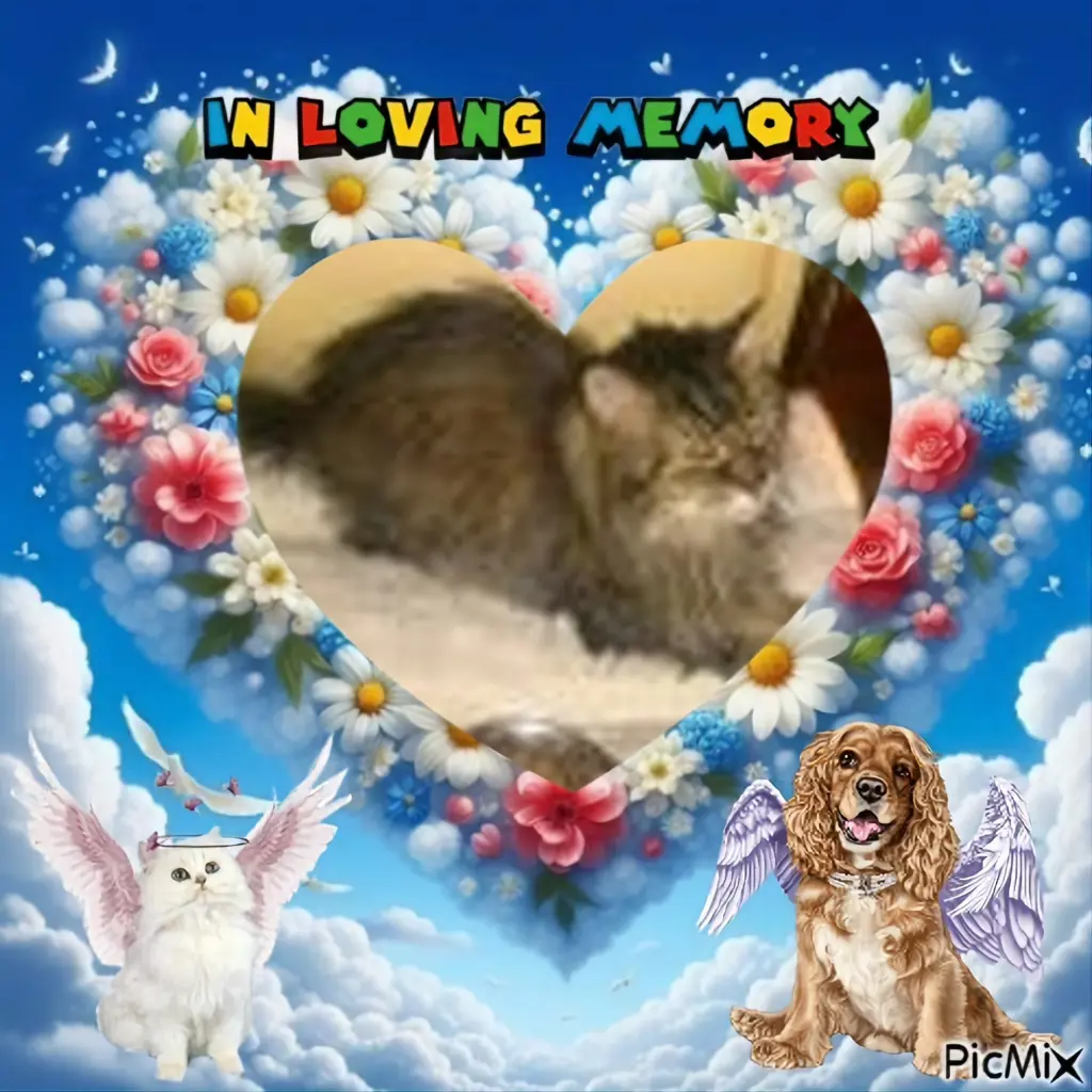 Condolence image of 6.Sternchen⭐️Gedenktag❤️❤️❤️❤️❤️❤️