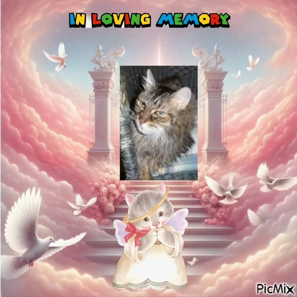 Condolence image of ❤️❤️❤️❤️❤️❤️❤️❤️❤️❤️❤️❤️